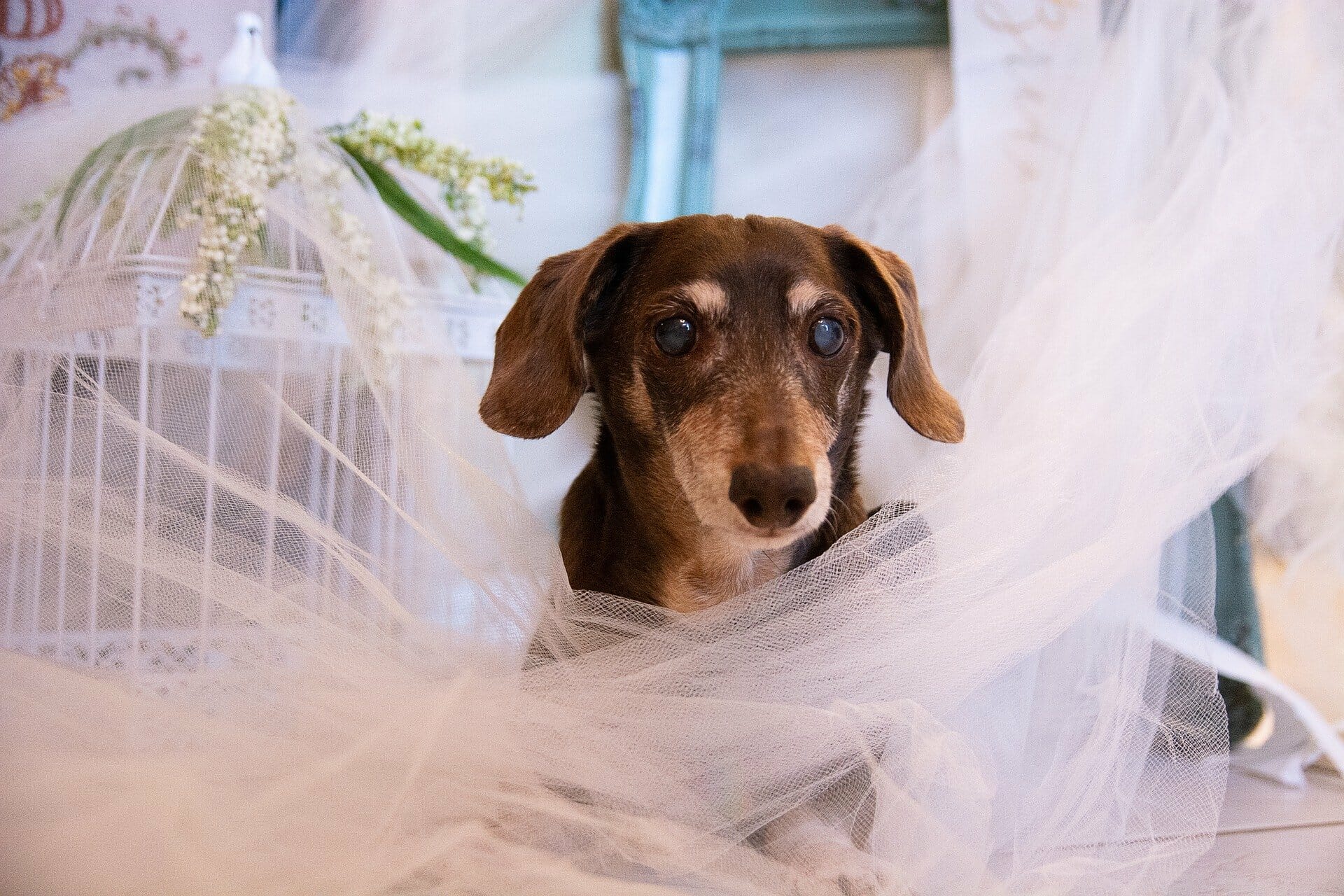 Heiraten mit Hund – Tiere sind auf der Hochzeit willkommen